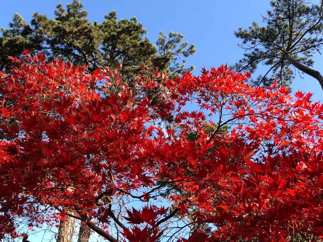 trees