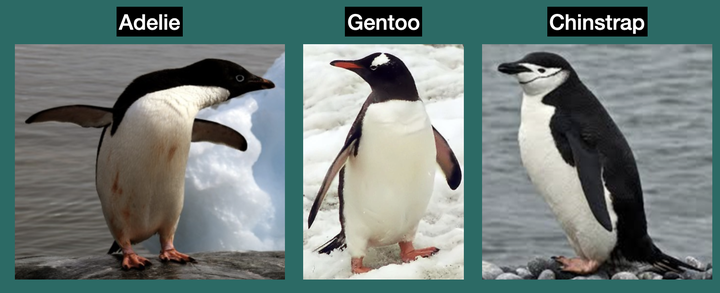 palmer penguins